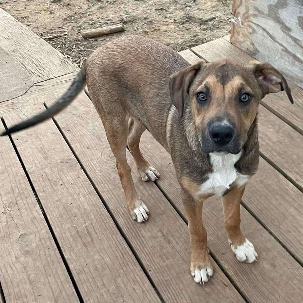 Brutus