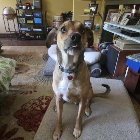 Brutus