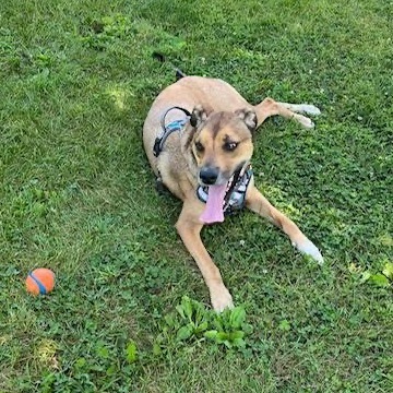 Brutus