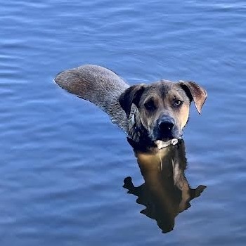 Brutus