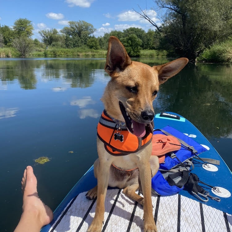 Dingo