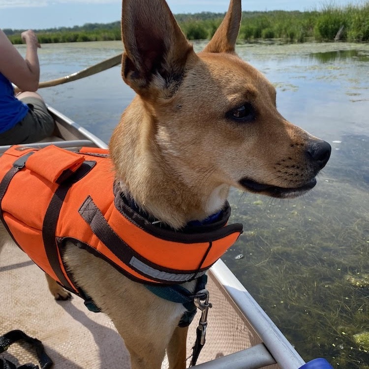 Dingo