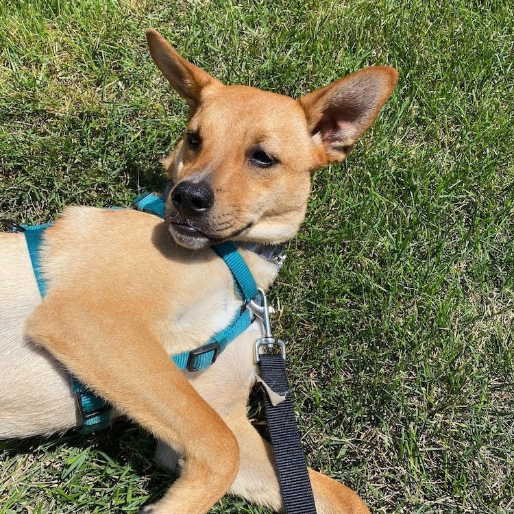 Dingo