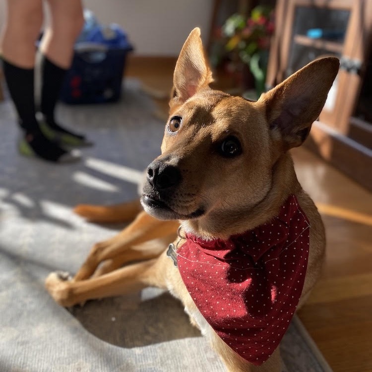 Dingo