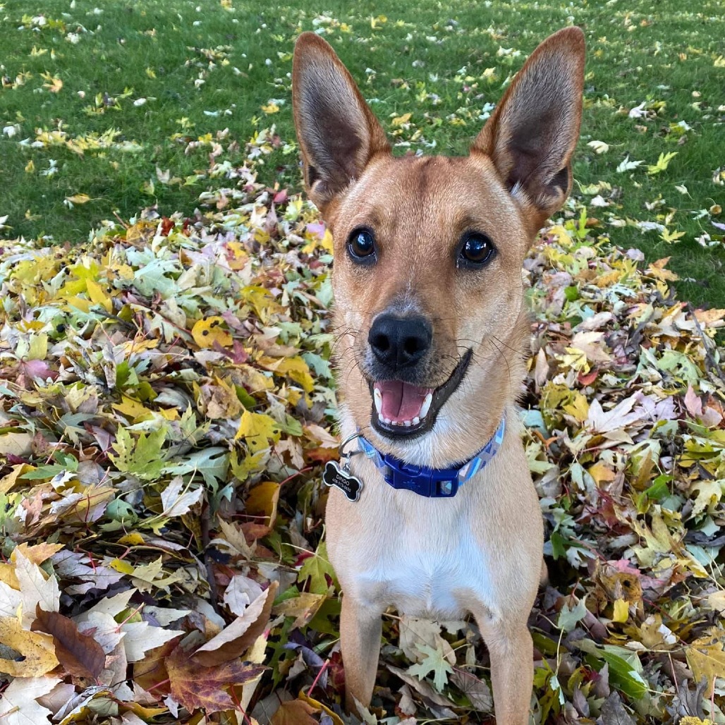 Dingo