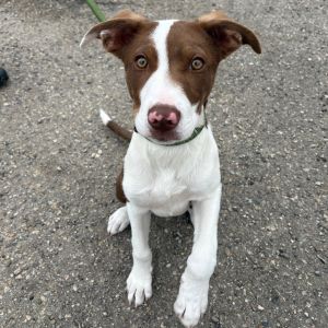 Hi My name is Basil and Im at the Santa Barbara Campus Im a 2 month old Male Aussie mix