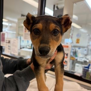 Hi My name is Chestnut and Im at the Santa Barbara Campus Im a 2 month old male Doberman Shepard
