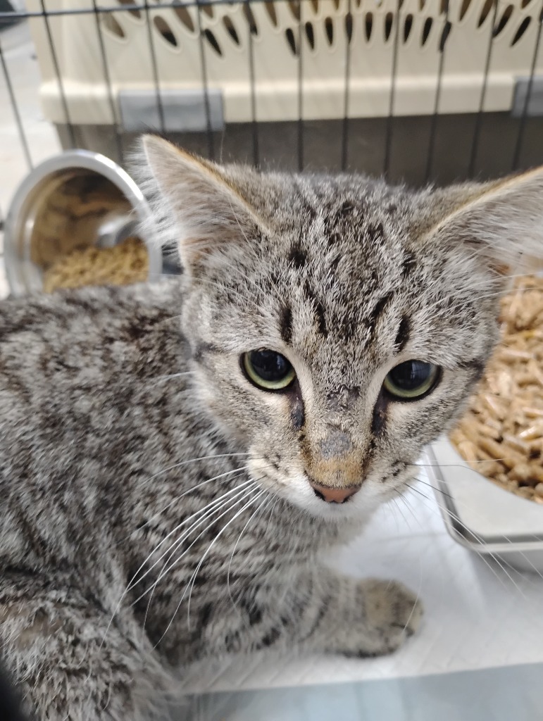 Villain, an adoptable Domestic Short Hair in Brownwood, TX, 76801 | Photo Image 1