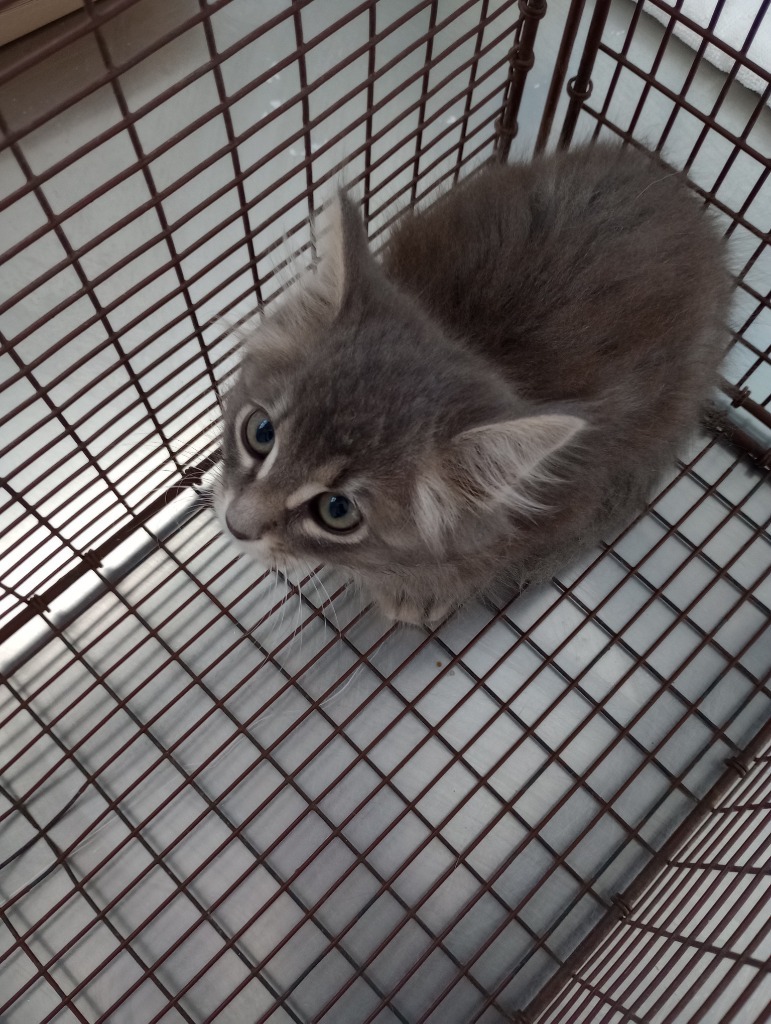 Michelle, an adoptable Domestic Long Hair in Brownwood, TX, 76801 | Photo Image 1