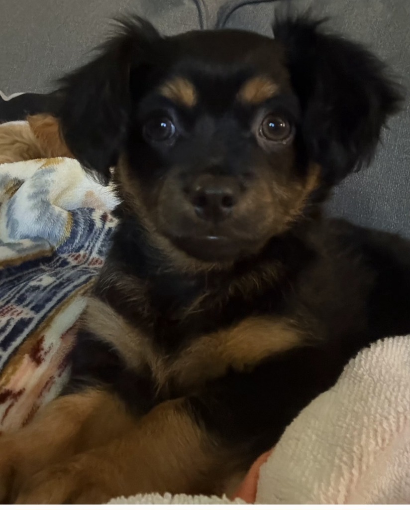 Maizie