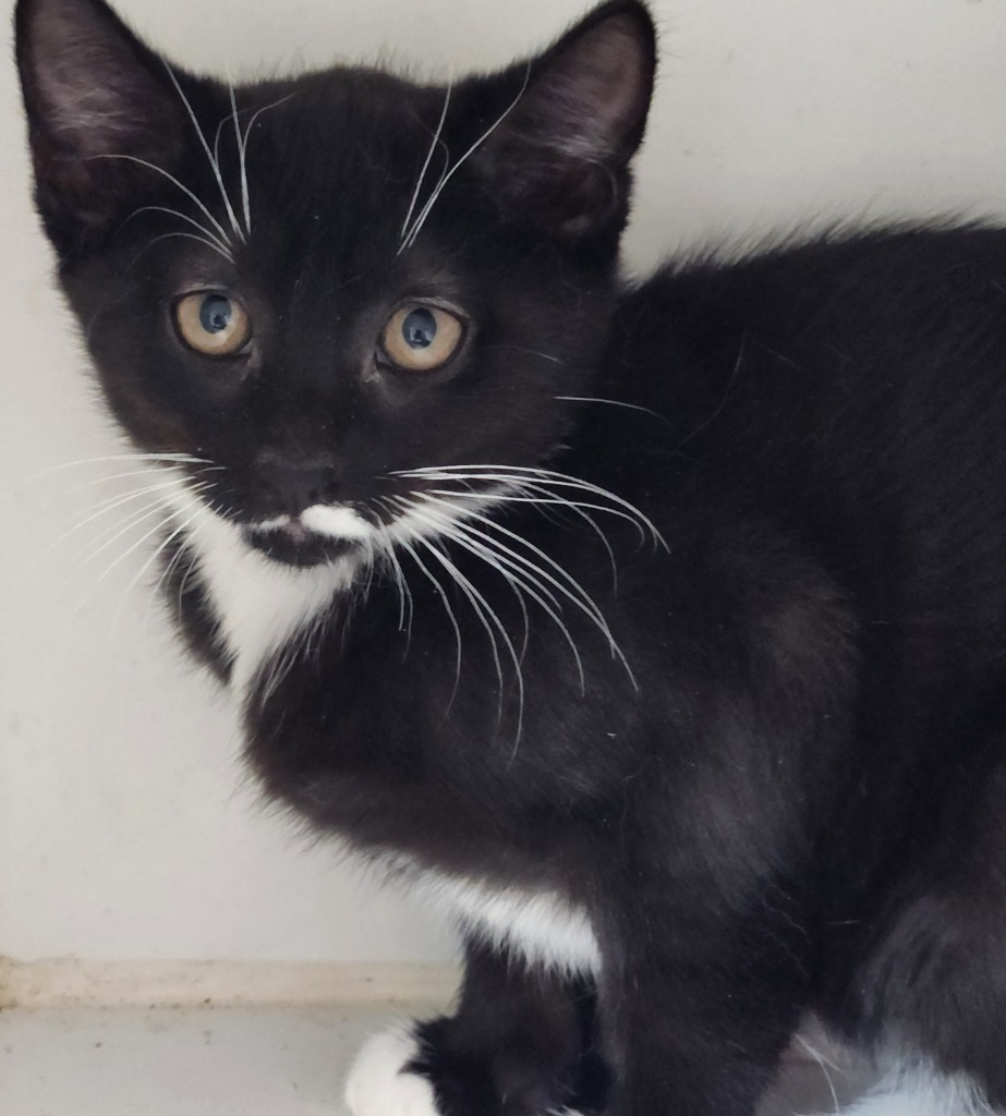 Kit