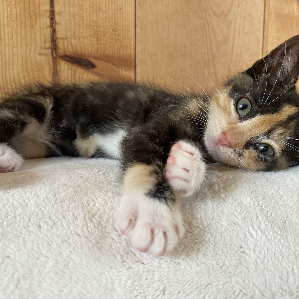 Madeleine, an adoptable Domestic Short Hair in Volcano, HI, 96785 | Photo Image 1