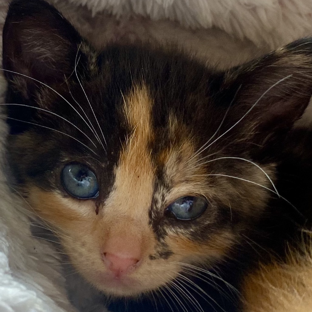 Madeleine, an adoptable Domestic Short Hair in Volcano, HI, 96785 | Photo Image 2