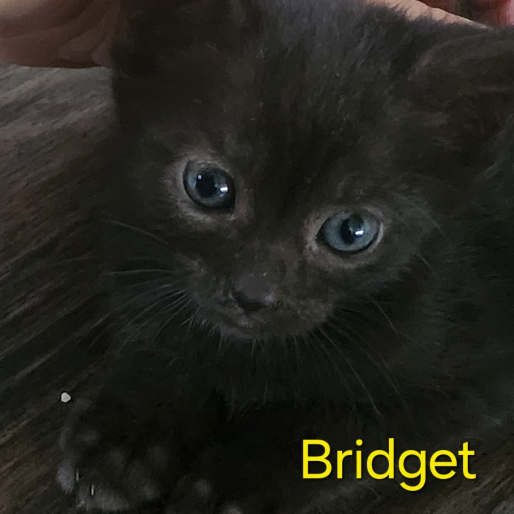 Bridget, an adoptable Domestic Short Hair in Volcano, HI, 96785 | Photo Image 1