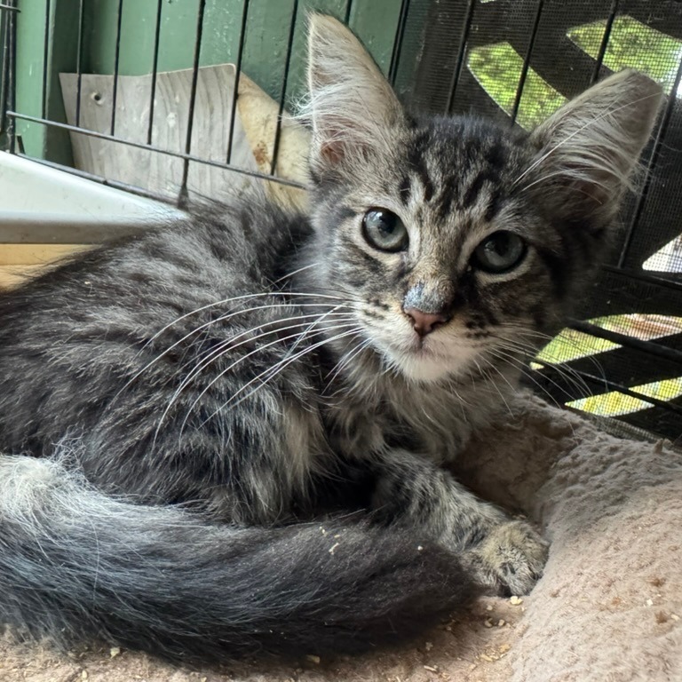 Snickers, an adoptable Domestic Medium Hair in Volcano, HI, 96785 | Photo Image 1