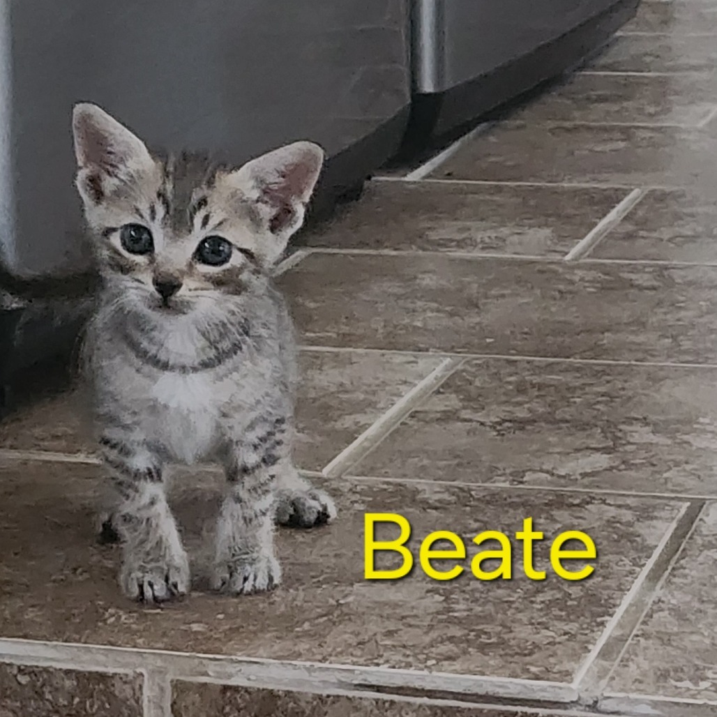 Beate, an adoptable Domestic Short Hair in Volcano, HI, 96785 | Photo Image 1