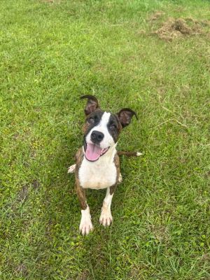 Burbon, Young Male Mixed Breed