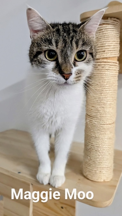 Maggie Moo