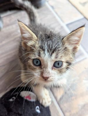 Kairi, Baby Female Domestic Short Hair