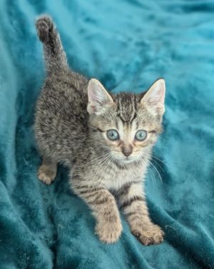 Keira, Baby Female Domestic Short Hair