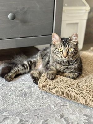 Millie Knox, Baby Female Domestic Medium Hair