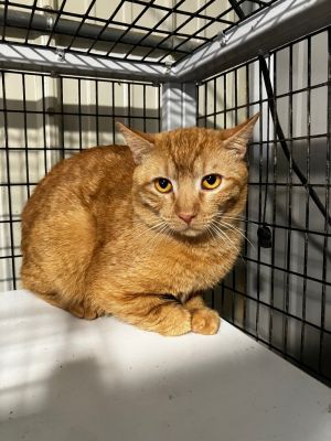 Tobias, Young Male Domestic Short Hair