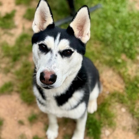 NY Penelope (Foster in Crompond)