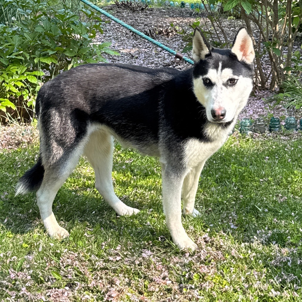 NY Penelope (Foster in Crompond)