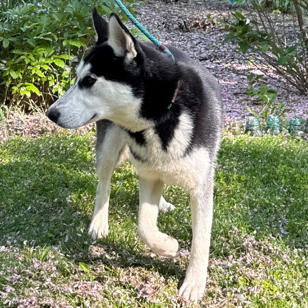 NY Penelope (Foster in Crompond)