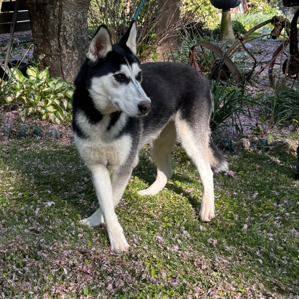 NY Penelope (Foster in Crompond)