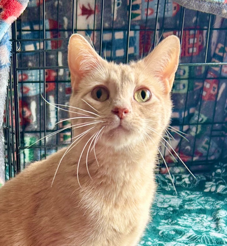 Oliver