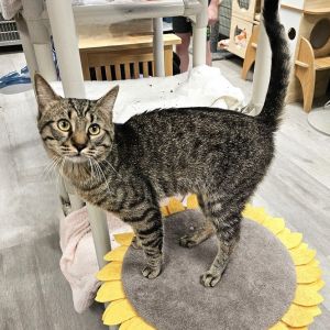 Flow, Adult Male Domestic Short Hair