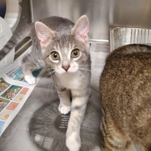 Asahi, Baby Female Domestic Short Hair