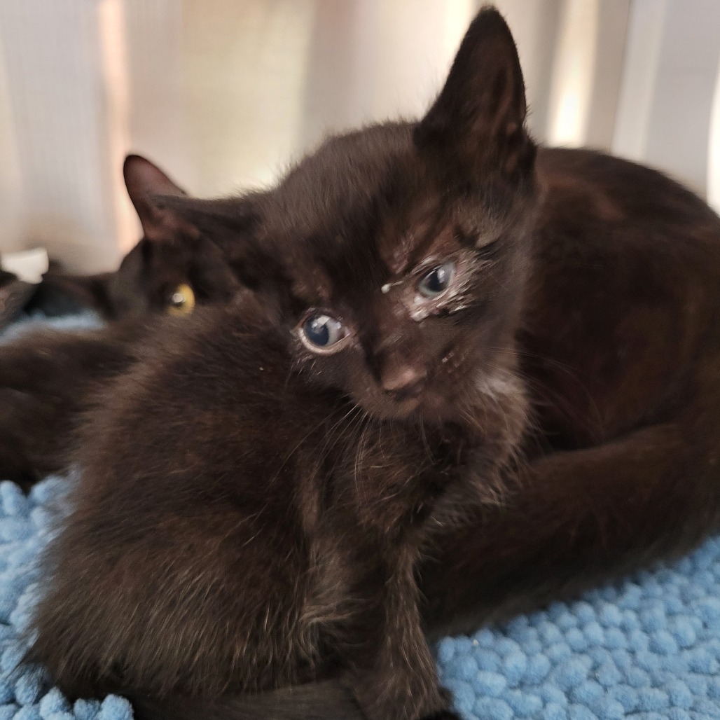 Kitten 10