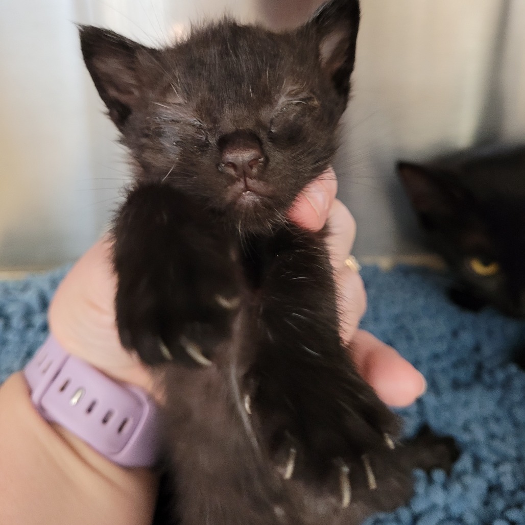 Kitten 9