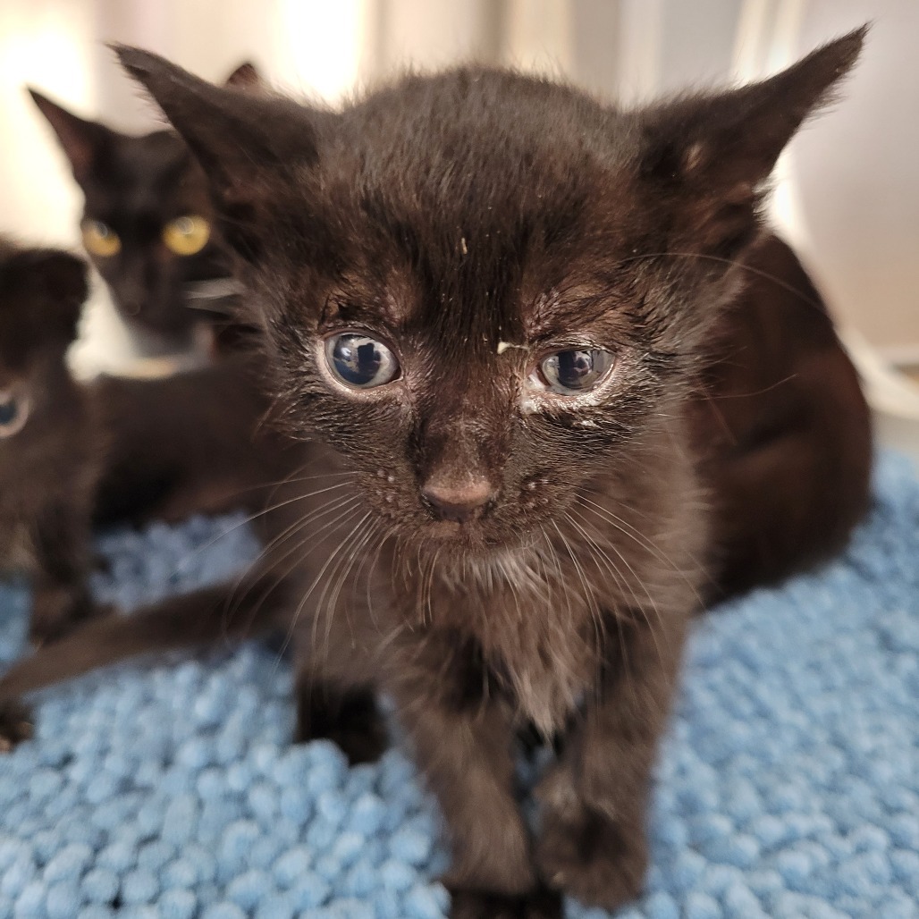 Kitten 7