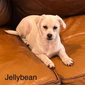 Jelly Bean, Baby Female Shih Tzu