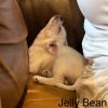 Jelly Bean photo 4