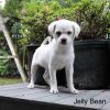 Jelly Bean photo 5
