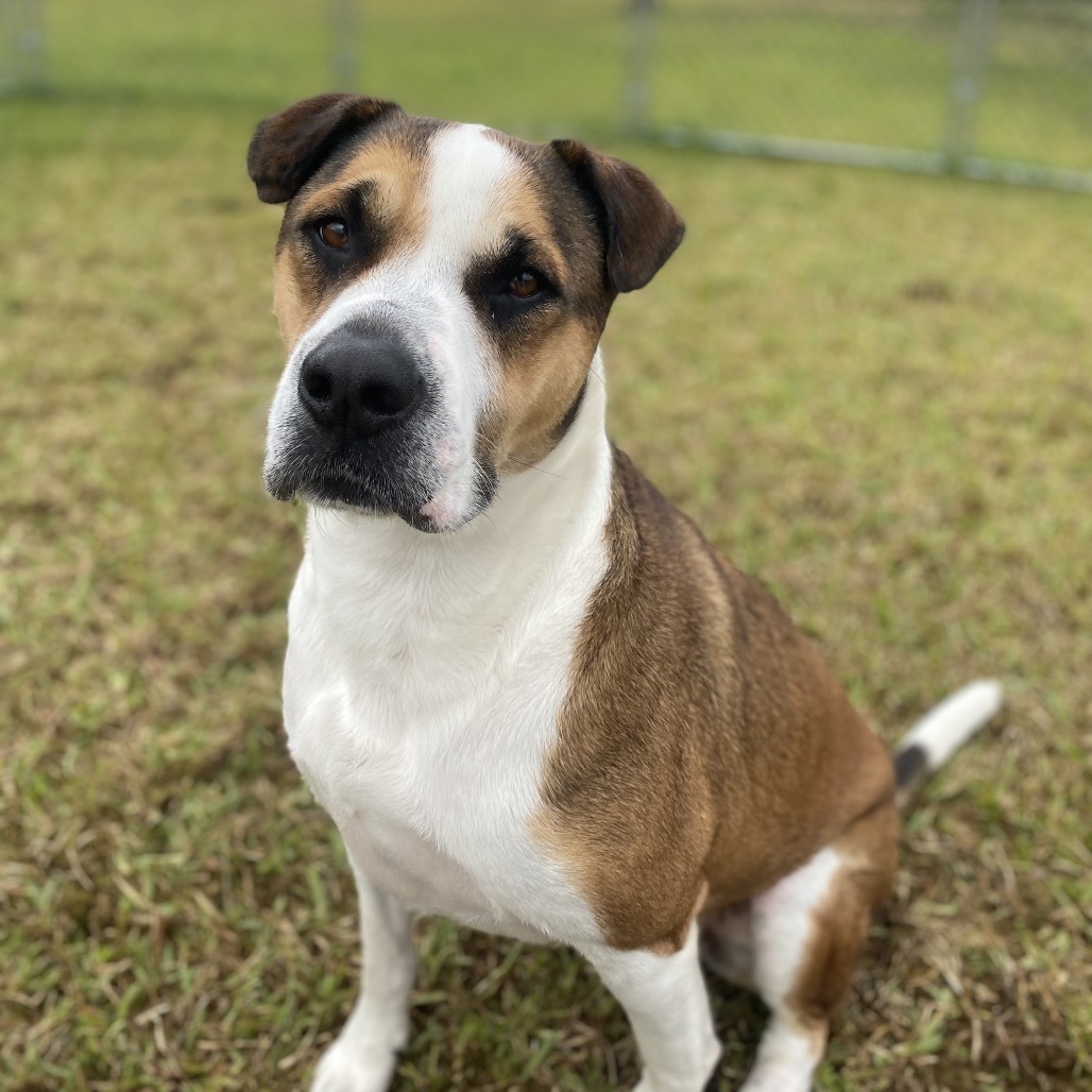 Itachi (Plum), an adoptable Mixed Breed in Keaau, HI, 96749 | Photo Image 1