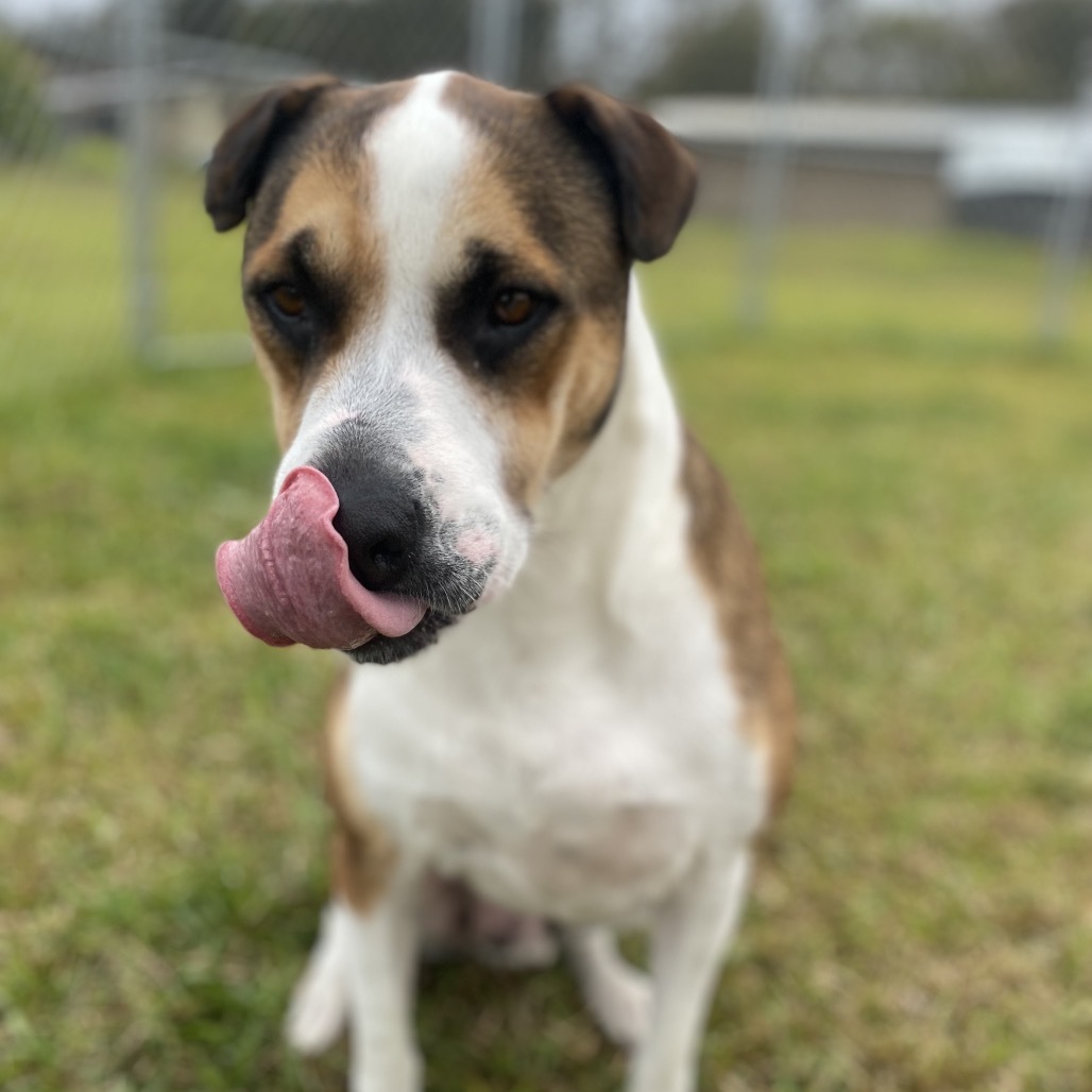Itachi (Plum), an adoptable Mixed Breed in Keaau, HI, 96749 | Photo Image 4