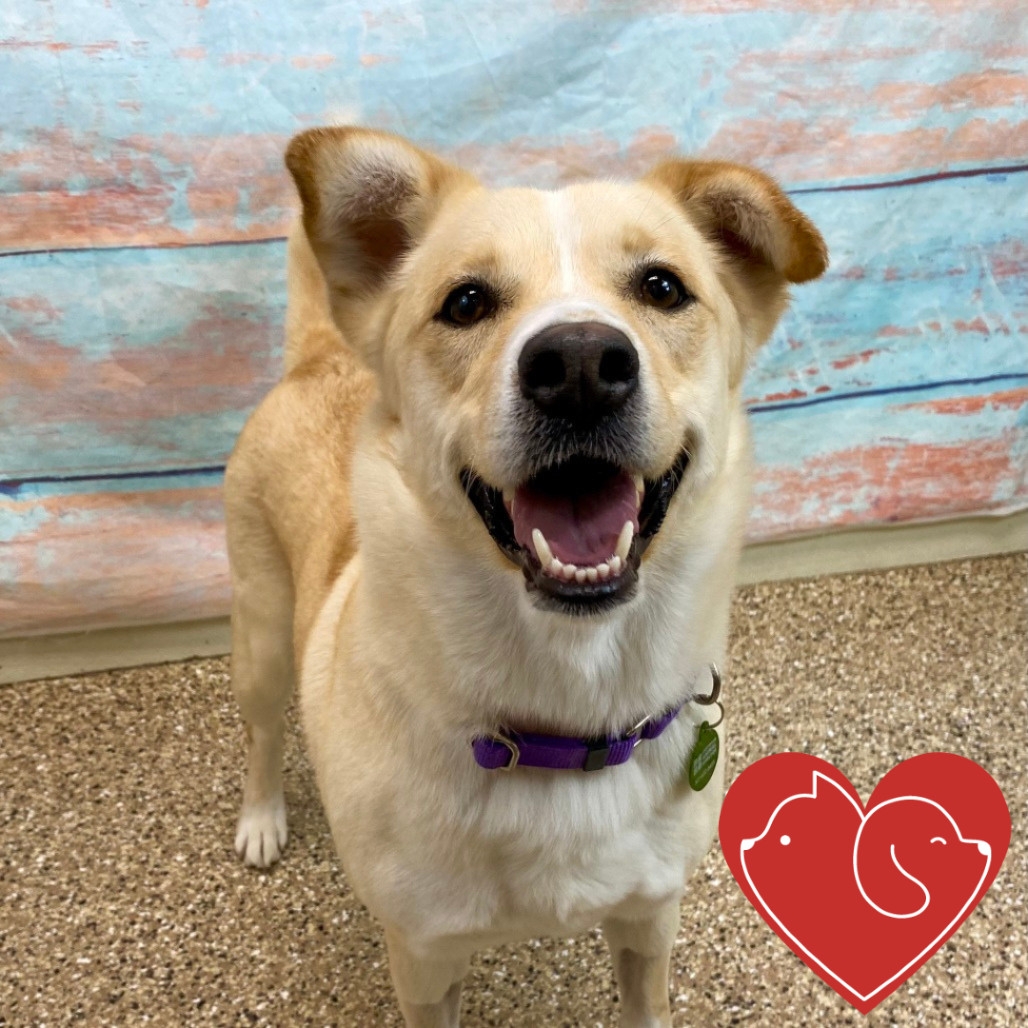 Sapphire, an adoptable Mixed Breed in Cheyenne, WY, 82007 | Photo Image 1