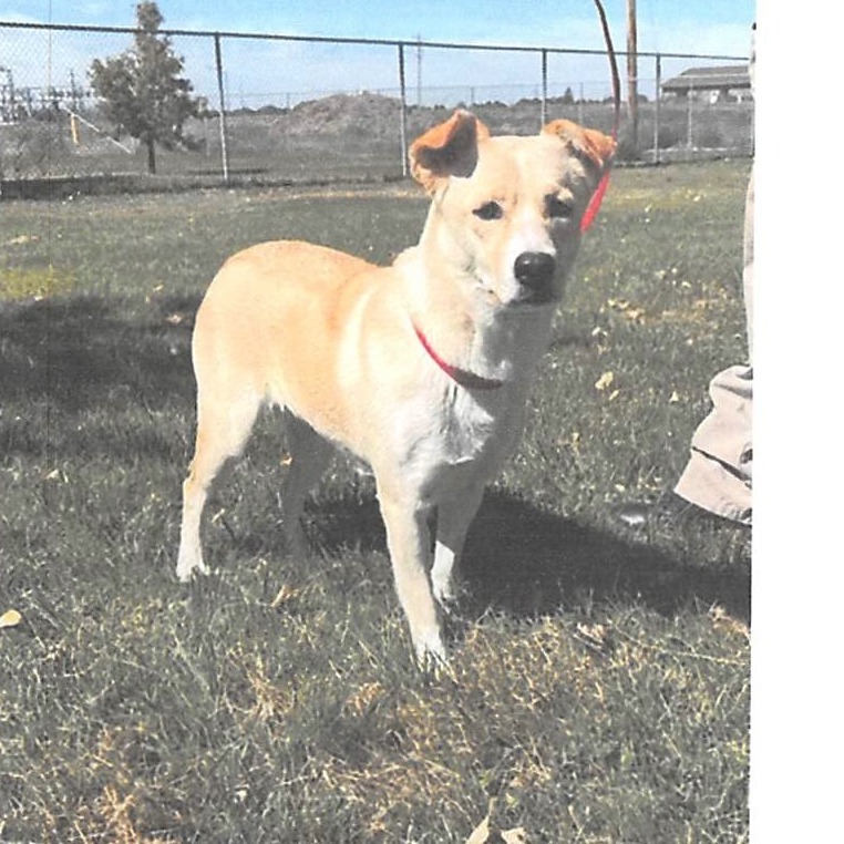 Sapphire, an adoptable Mixed Breed in Cheyenne, WY, 82007 | Photo Image 2