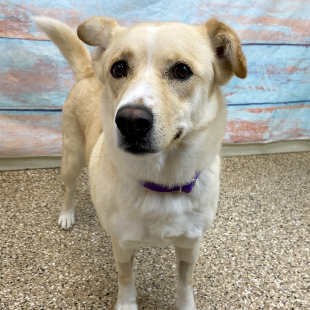 Sapphire, an adoptable Mixed Breed in Cheyenne, WY, 82007 | Photo Image 3