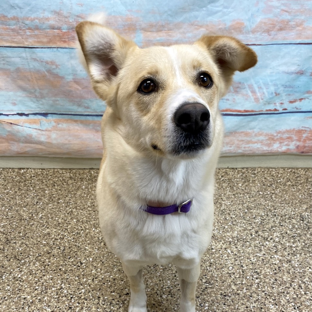 Sapphire, an adoptable Mixed Breed in Cheyenne, WY, 82007 | Photo Image 4