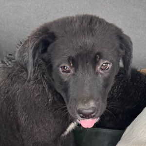 Bea, Baby Female Flat-Coated Retriever