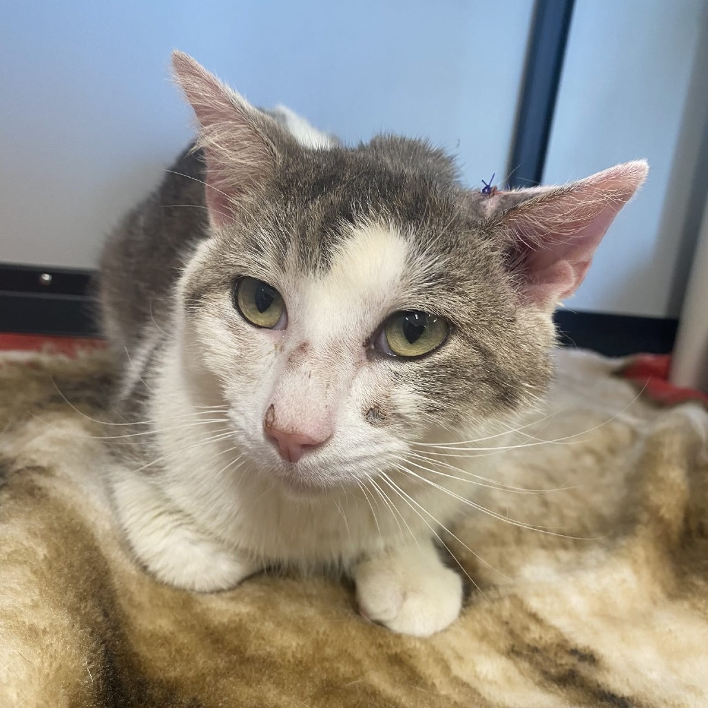 Leo, an adoptable Domestic Short Hair in Kingman, KS, 67068 | Photo Image 1