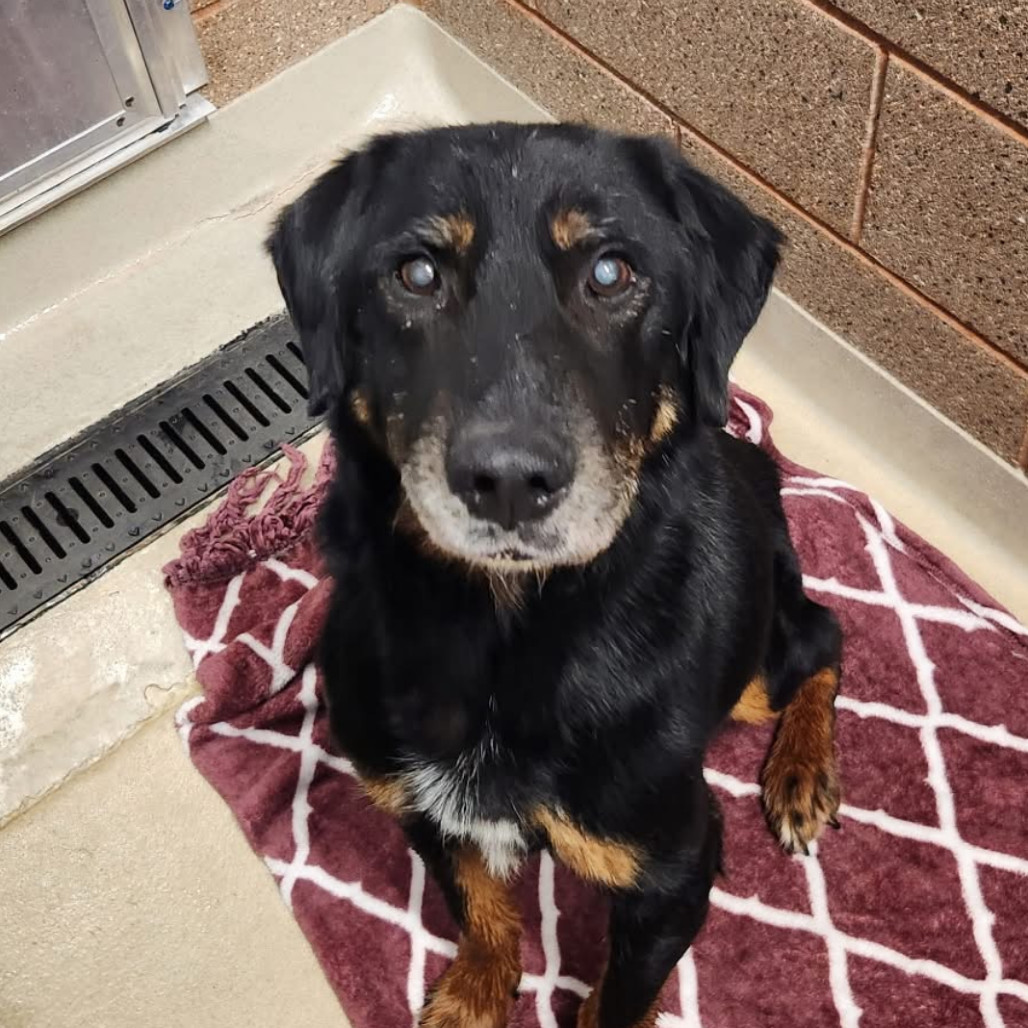 Archibald (Archie), an adoptable Black Labrador Retriever, Terrier in Bismarck, ND, 58507 | Photo Image 1