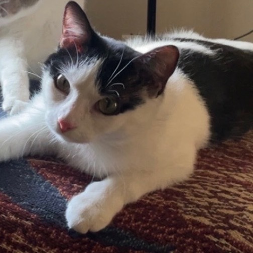 Wanda, an adoptable Domestic Short Hair in Bismarck, ND, 58507 | Photo Image 1