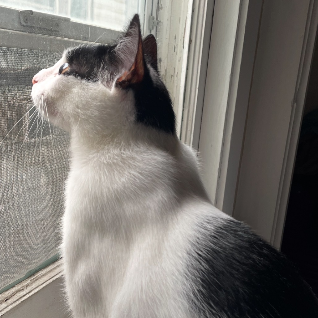 Wanda, an adoptable Domestic Short Hair in Bismarck, ND, 58507 | Photo Image 1